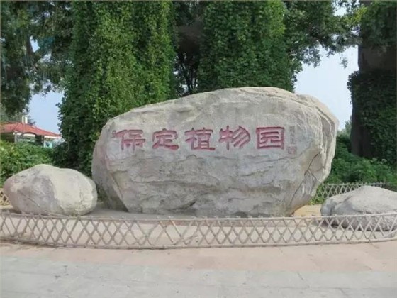 馍小皮