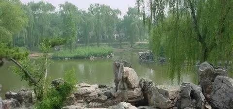 馍小皮